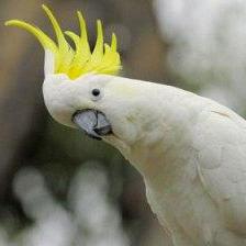image of an Australian cockatoo